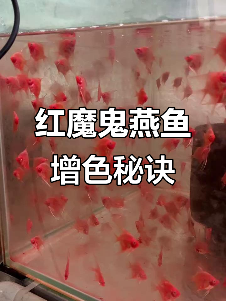 红魔鬼燕鱼苗饲养技巧：如何让它们保持红色