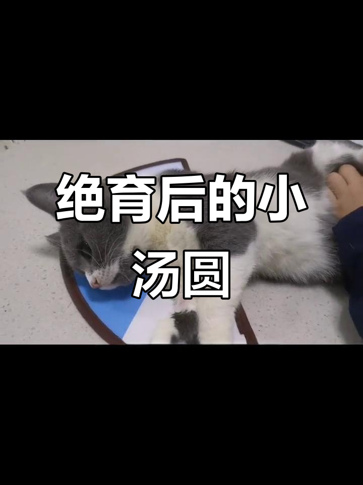 小汤圆绝育后的萌态,喵星日常大揭秘