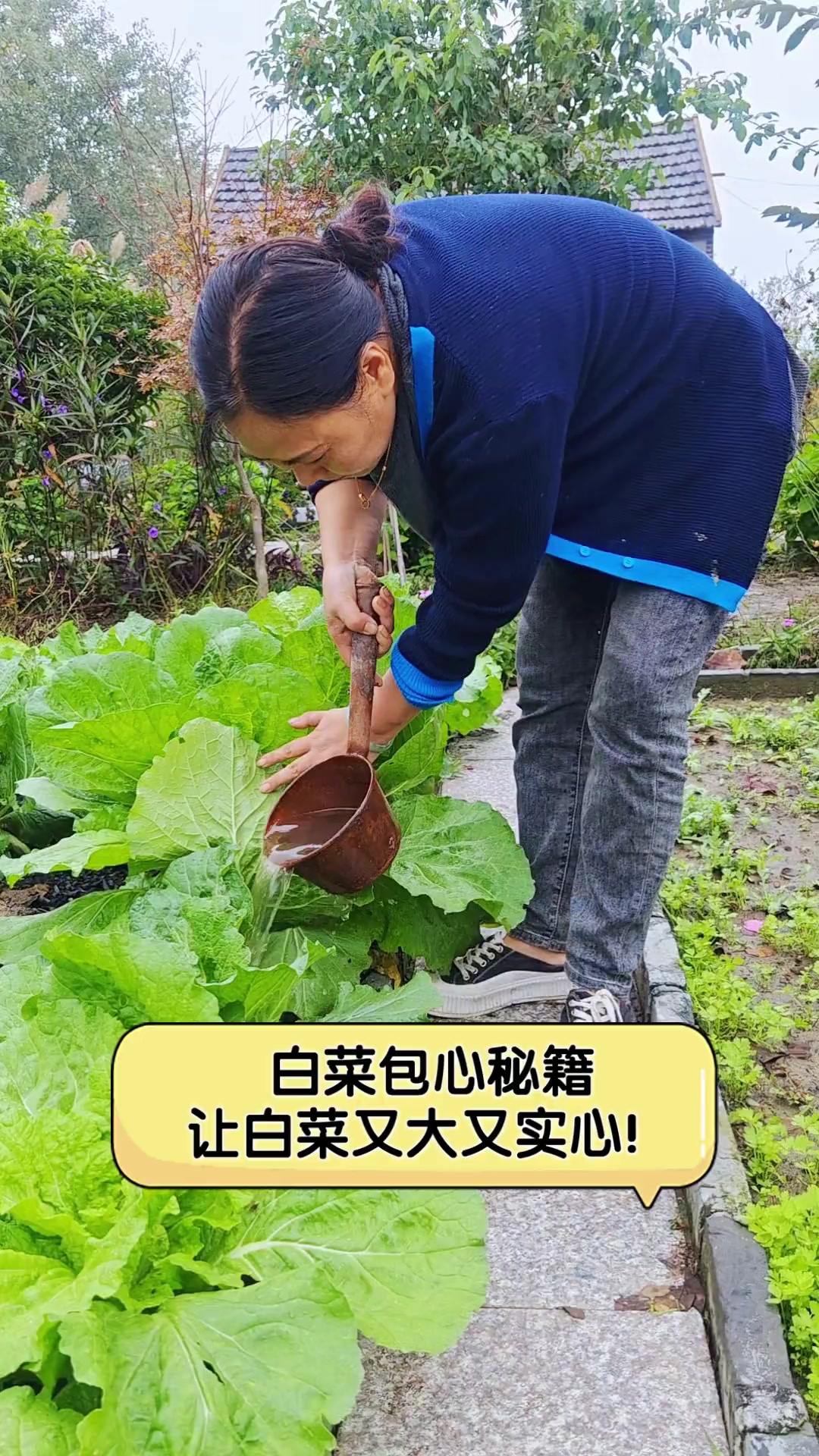 白菜包心秘籍,让白菜又大又实心!