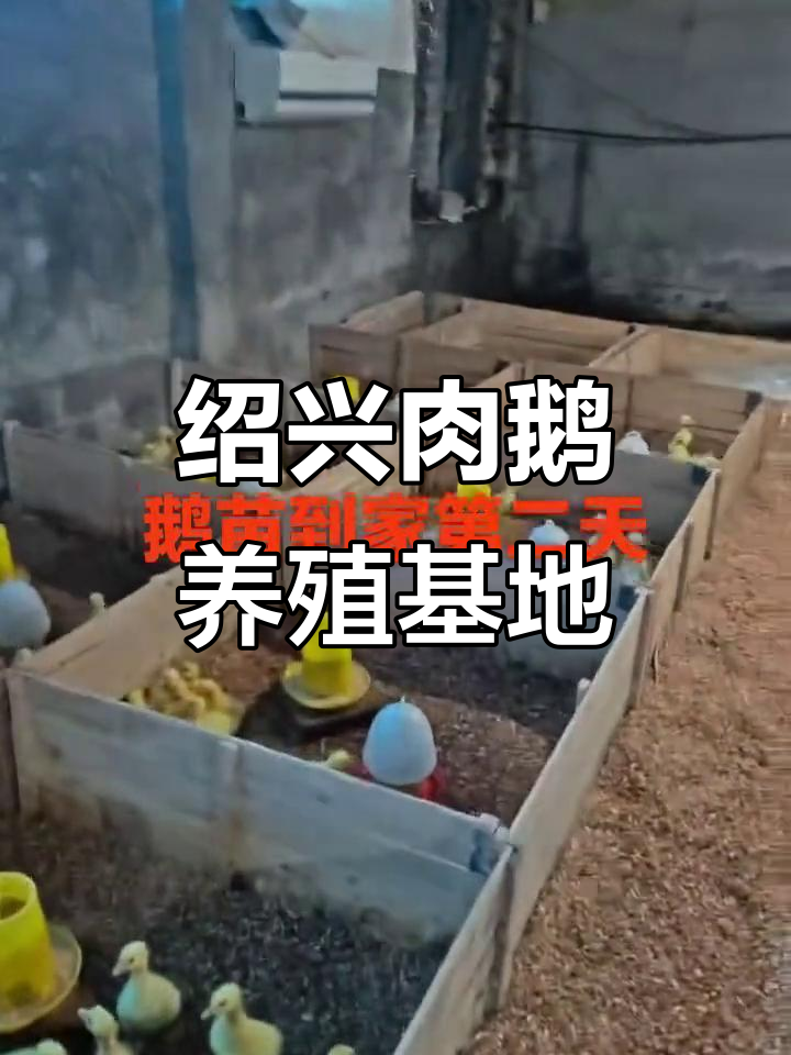 绍兴浙东大白鹅养殖基地:辛苦但值得的创业路