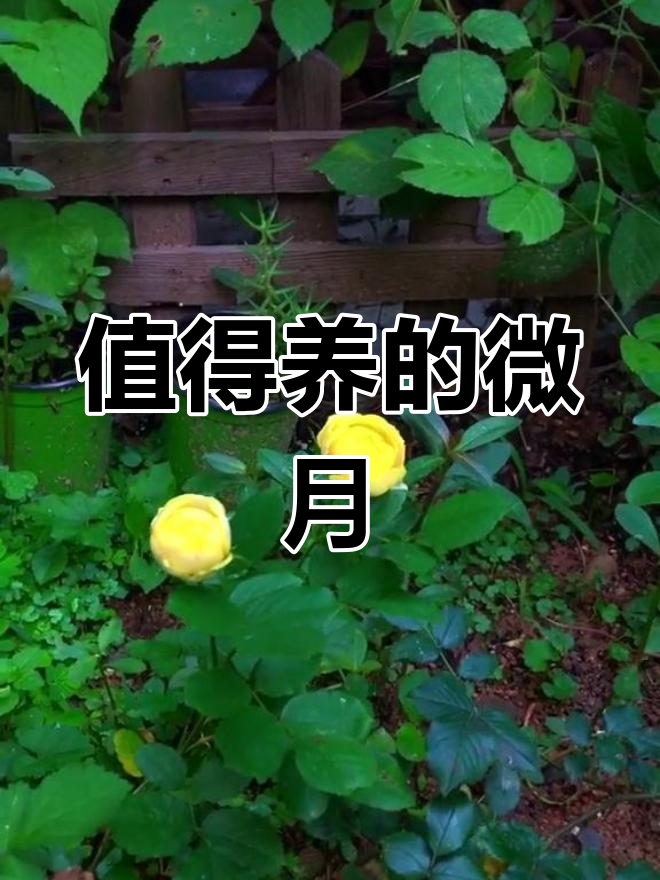 小黄鸡月季:超耐看的小型花朵,阳台必备