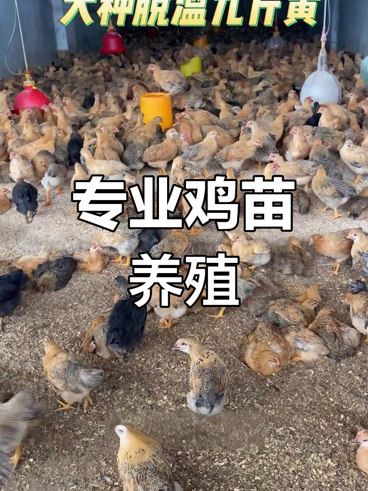 九斤黄鸡苗孵化与养殖,专业服务助力产业发展