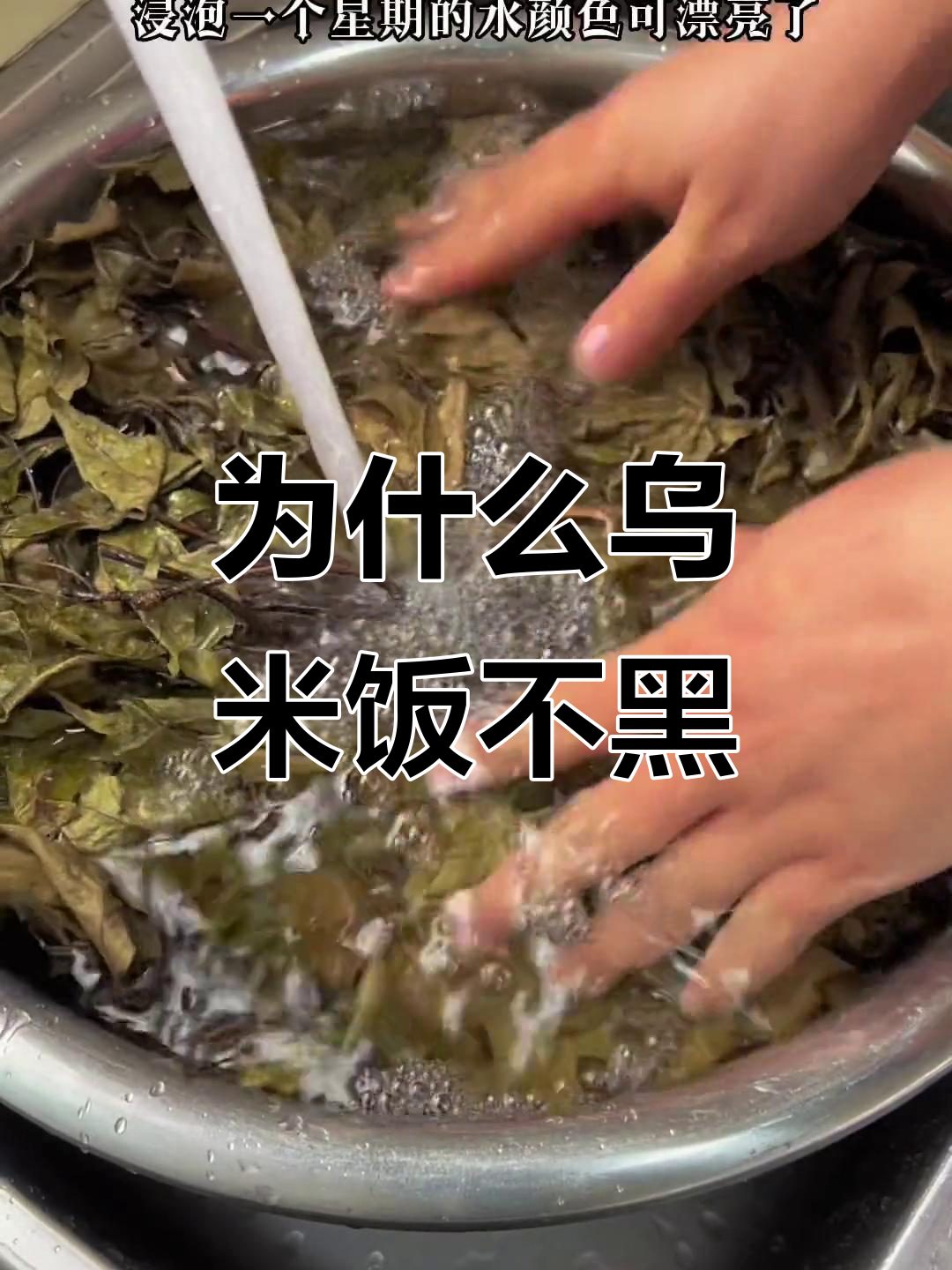 晒干枫叶做乌米饭,颜色怎么没变?