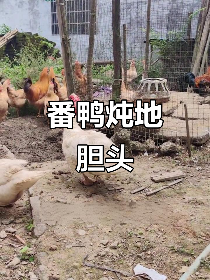 老番鸭煲地胆头,味道超赞!