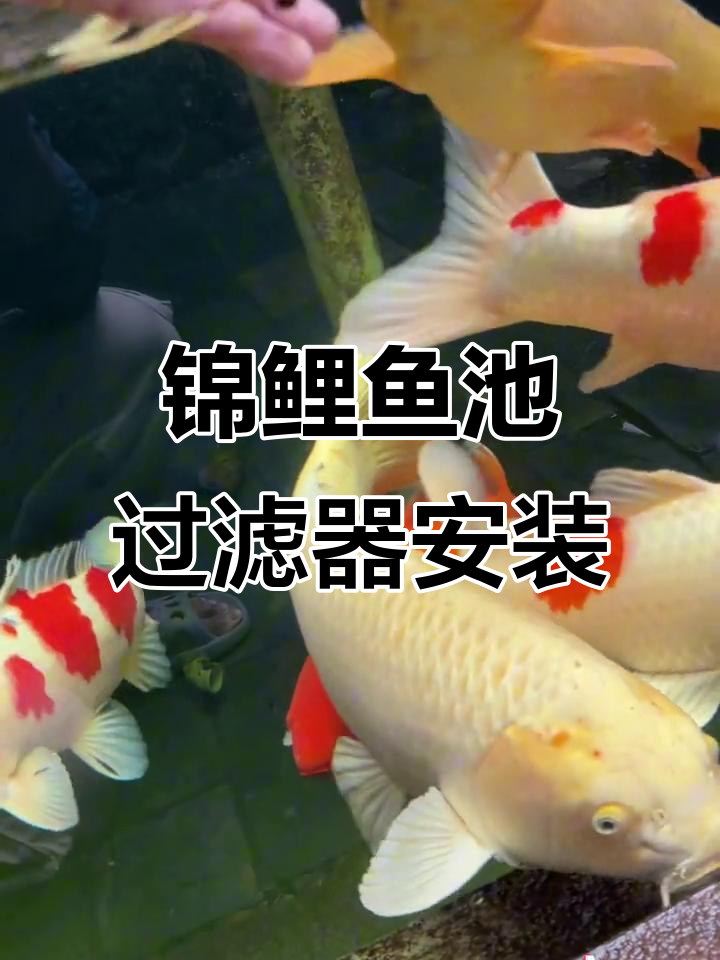 施工现场实拍:锦鲤鱼池过滤系统安装与调试
