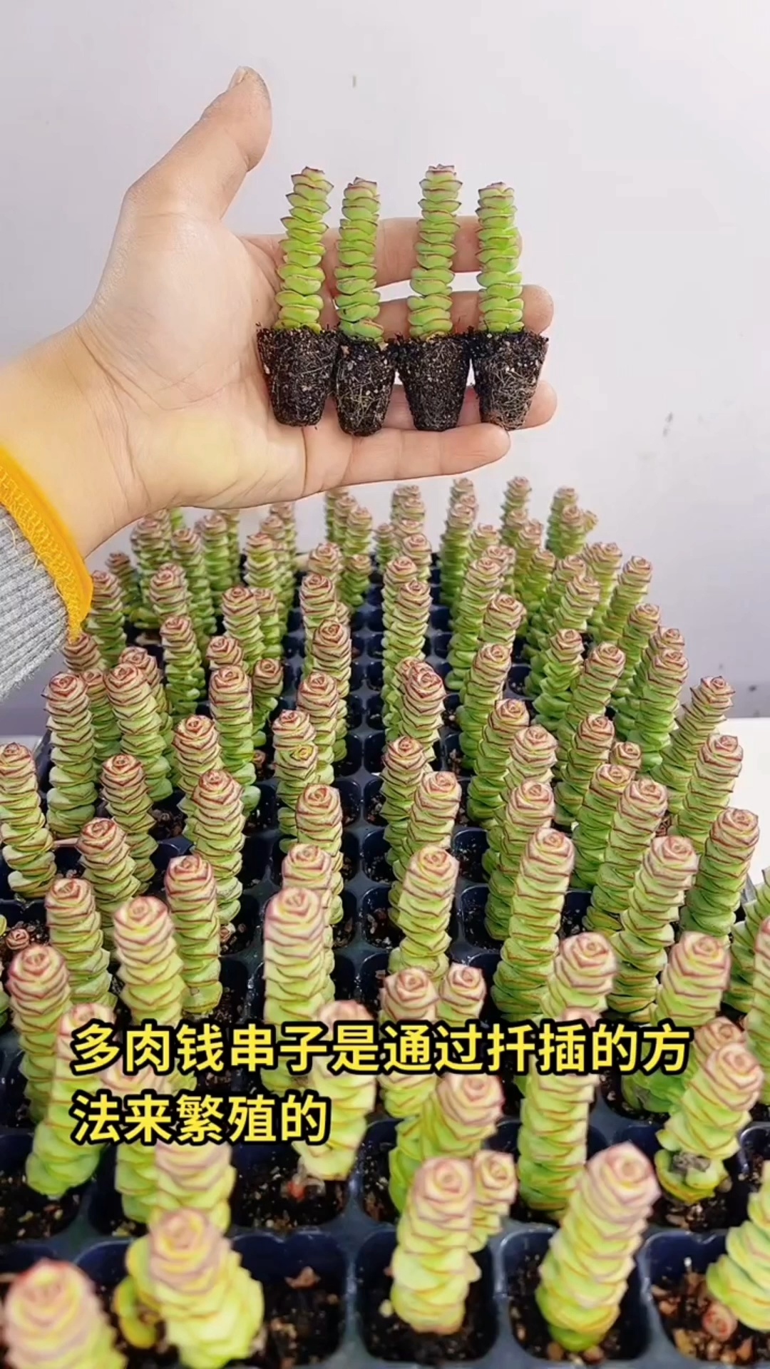 钱串子扦插