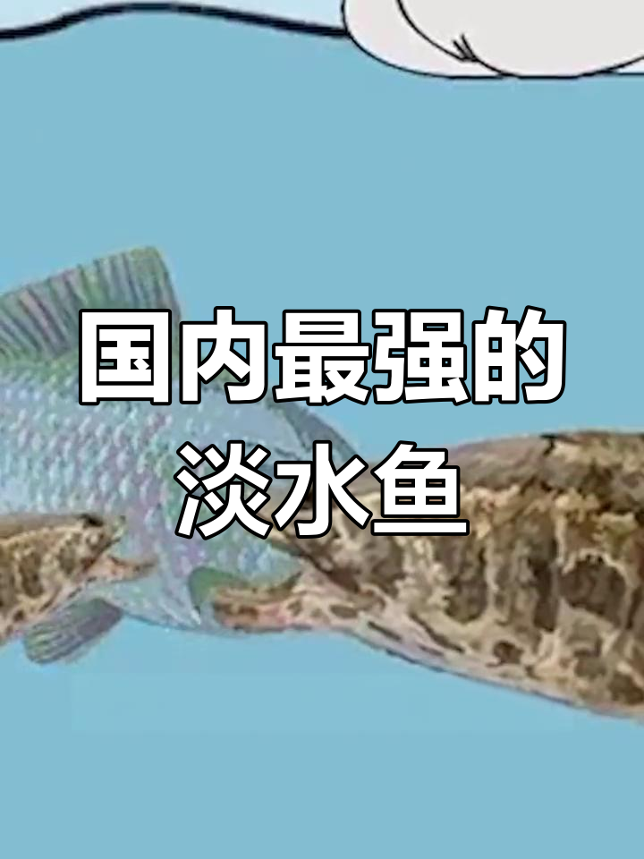 中国十大凶猛淡水鱼排名