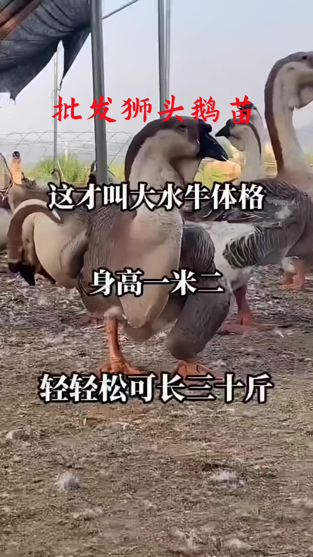 南京市溧水区哪里有卖狮头鹅的 狮头鹅鹅苗多少钱一只 狮头鹅一斤多少钱