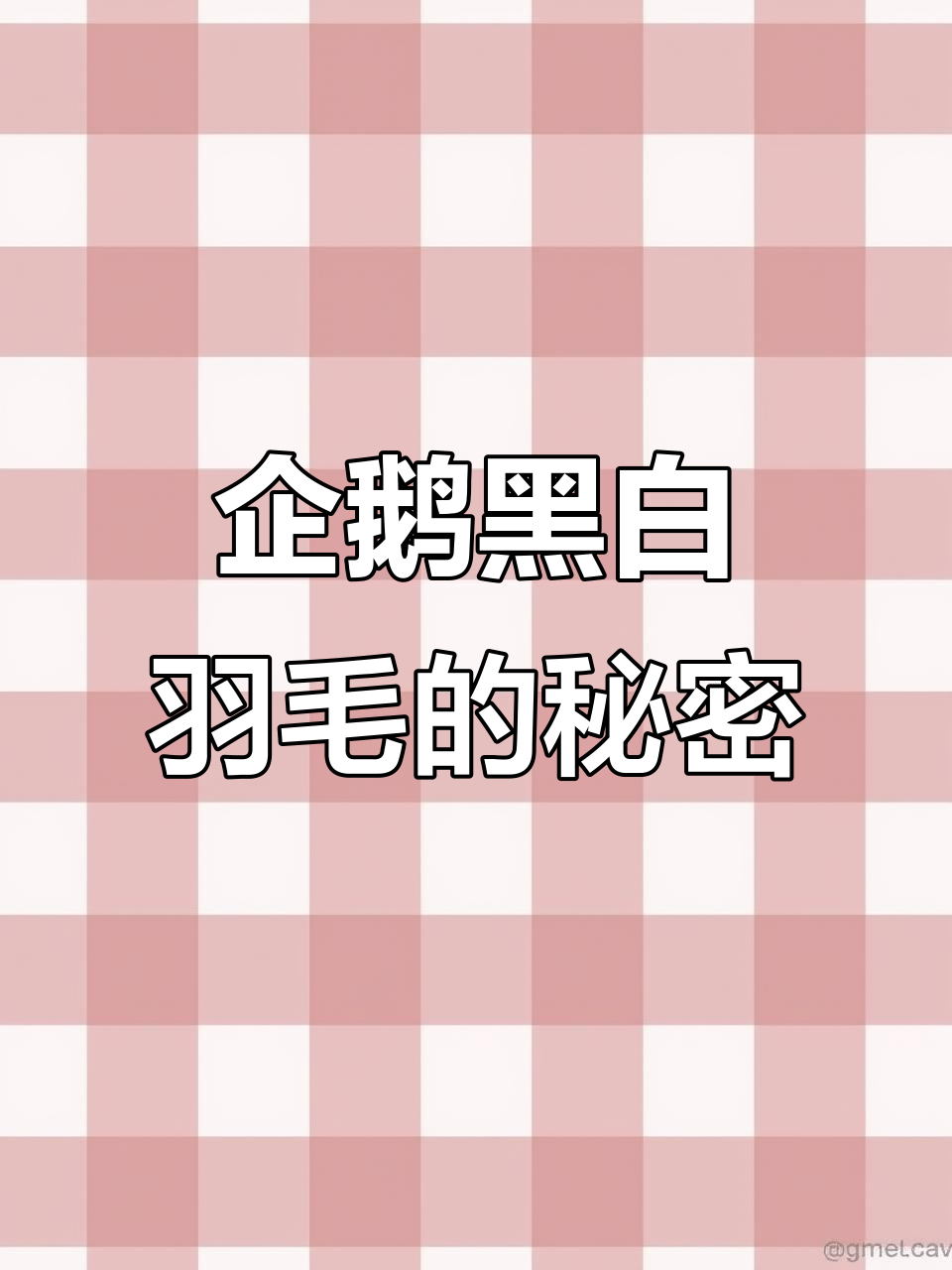 企鹅黑白羽毛如何帮助它们躲避天敌?