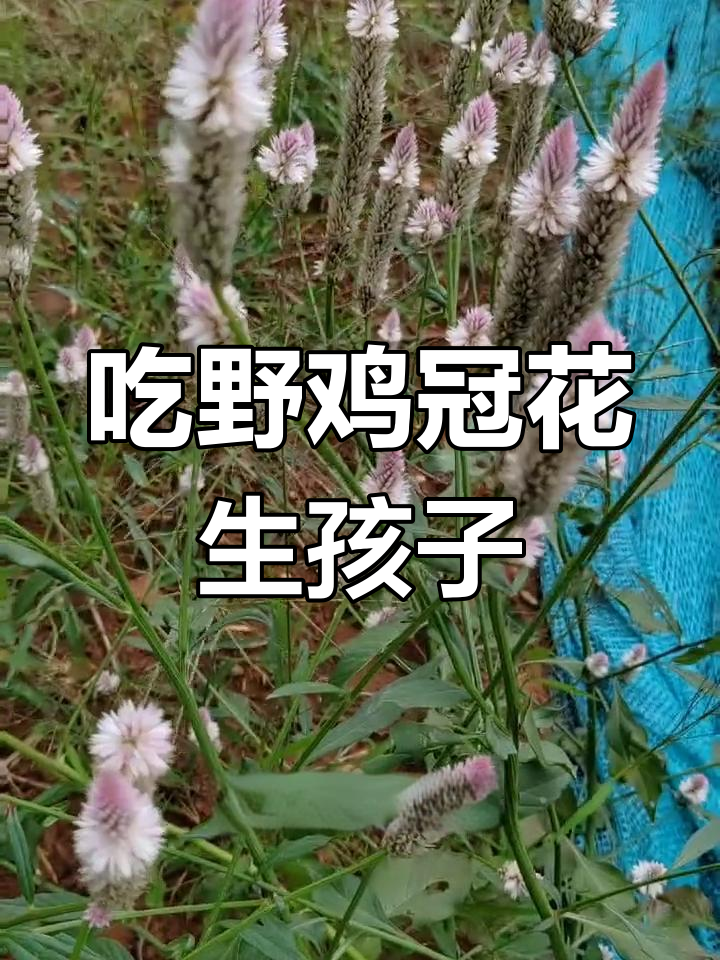 吃了野鸡冠花,20年无子竟能生娃!