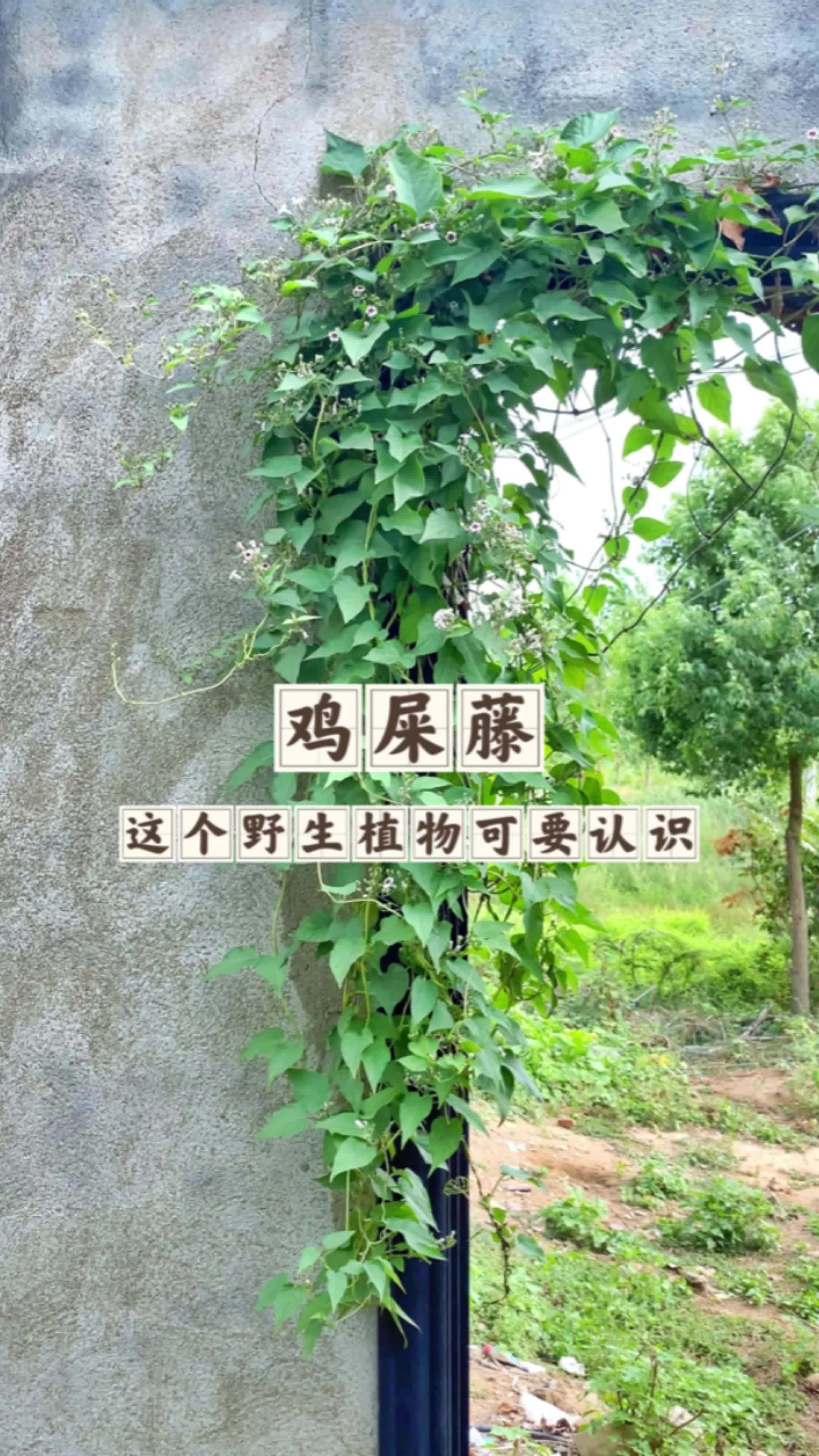 这个鸡屎藤可要牢牢记住它的样子了,可别揉碎了去闻它的味道啊。鸡屎藤 野外植物 野花野草