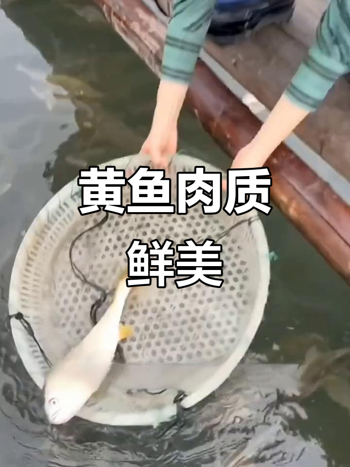大黄鱼鲞肉质鲜嫩,清蒸煎制皆美味
