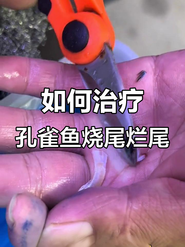 孔雀鱼烧尾烂尾原因及救治方法