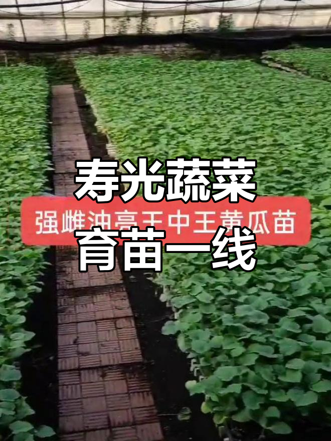 山东寿光蔬菜育苗基地:订单式发苗,助力高产强磁黄瓜嫁接