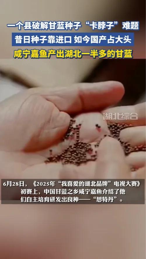 一个县破解甘蓝种子“卡脖子”难题！