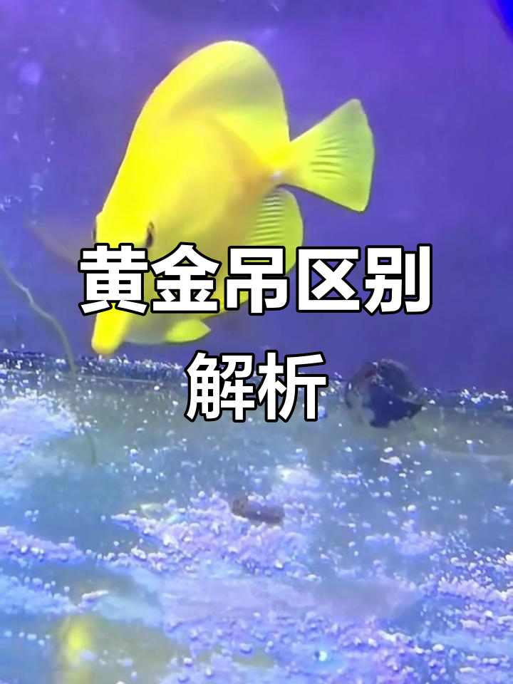 野生与人工黄金吊的差别,哪种更美?