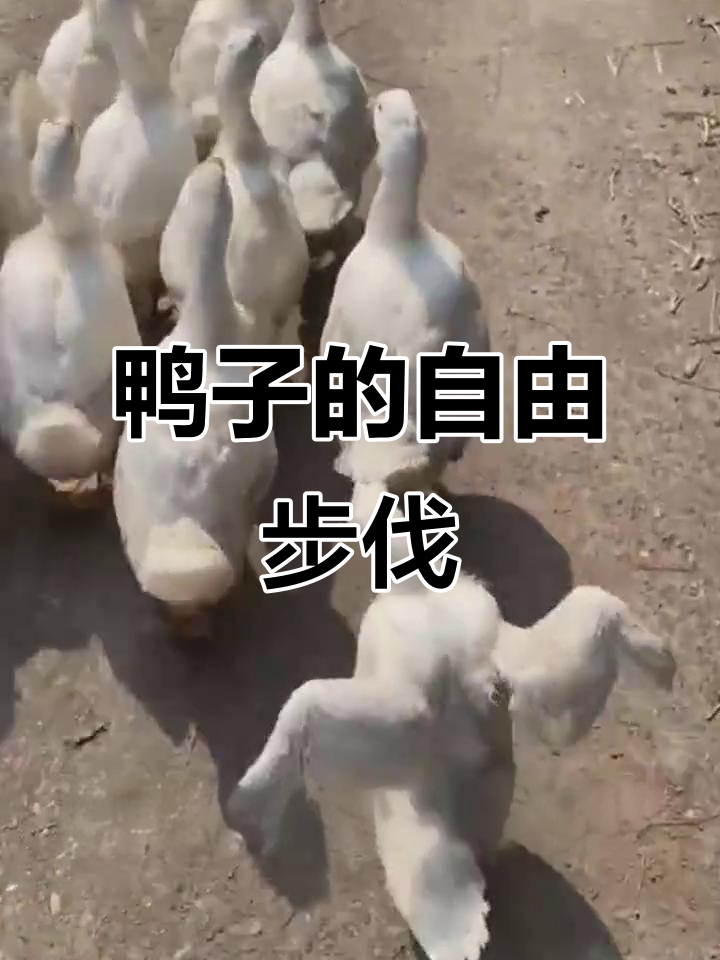 这只鸭子走路太潇洒,仿佛没有房贷车贷的烦恼