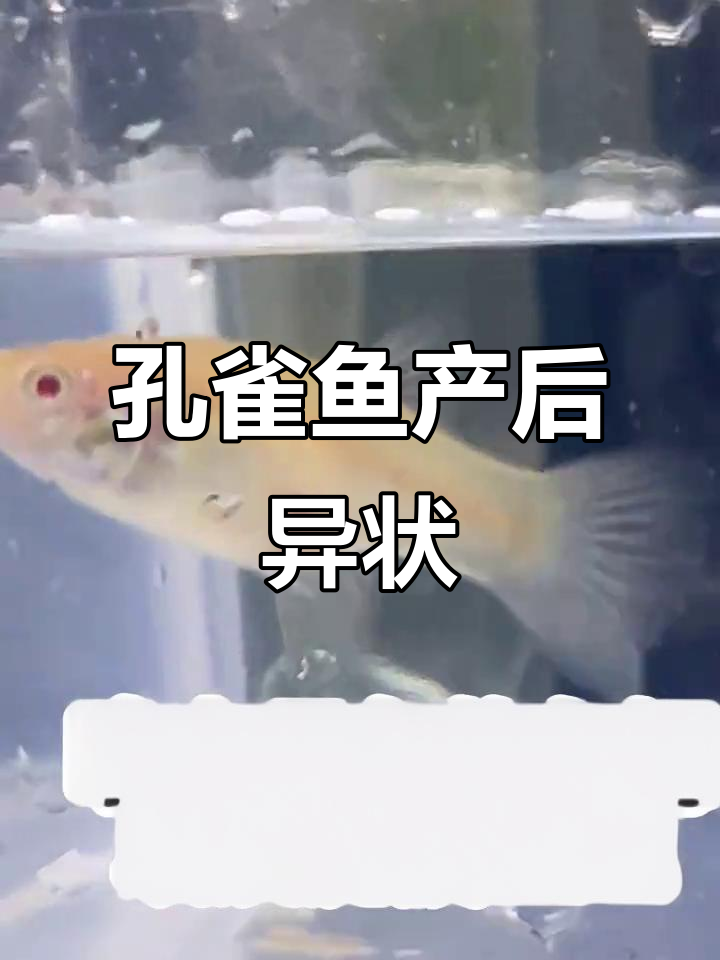 孔雀鱼鳃红,产后状态异常,是不是生病了?