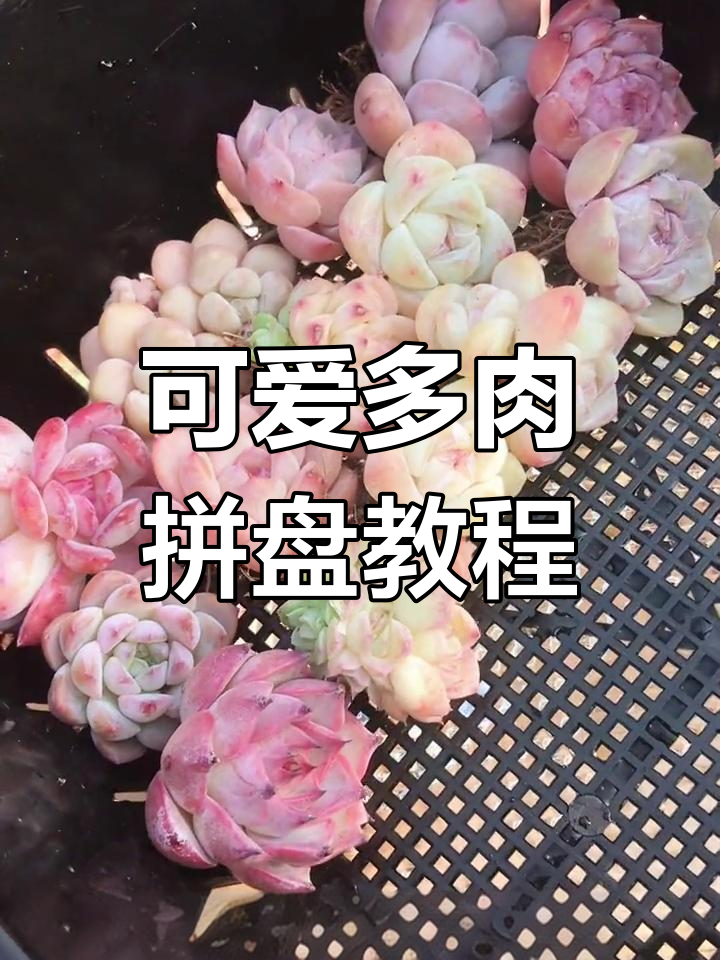 小巧多肉拼盘,轻松打造萌趣花盆