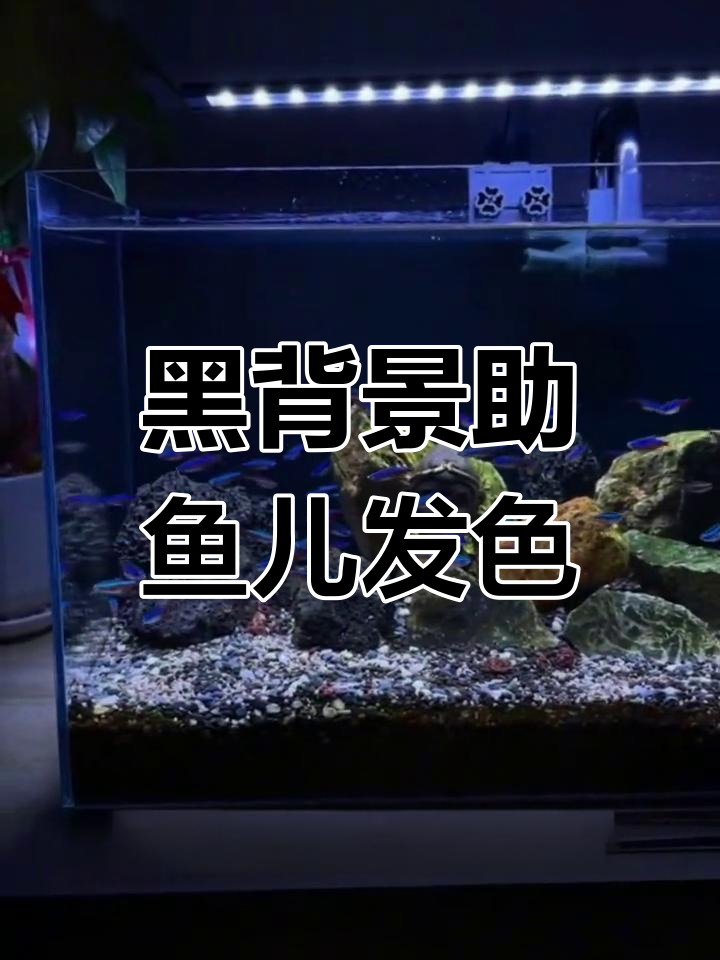黑色背景纸提升鱼儿发色,打造更美观的鱼缸环境