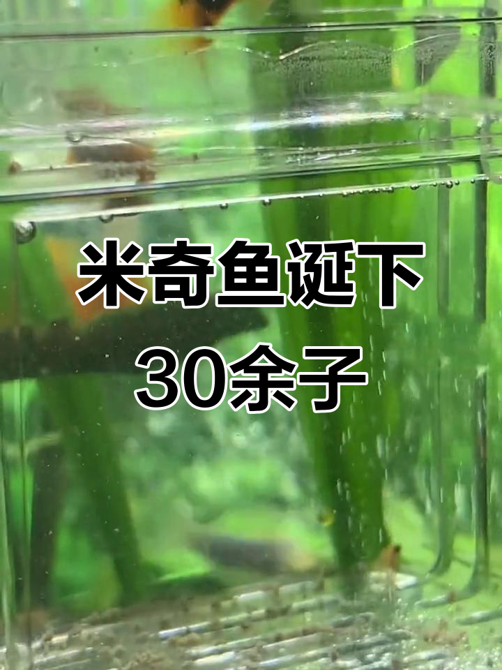 米奇鱼一次生30多只宝宝,热带鱼的繁殖奇迹