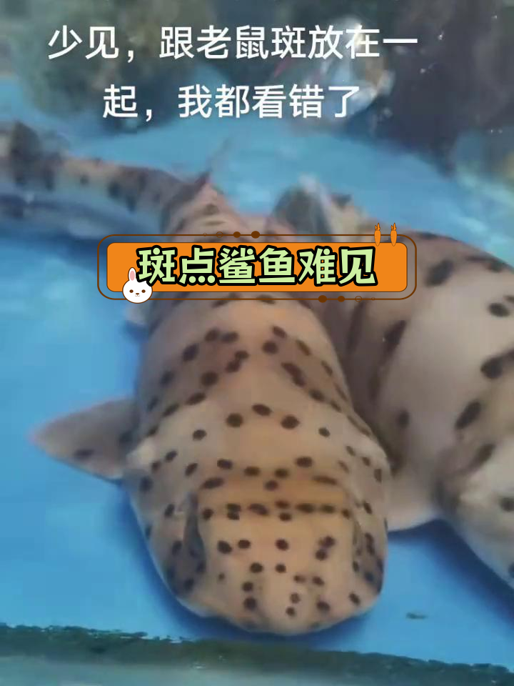 罕见斑点鲨鱼与老鼠斑混淆