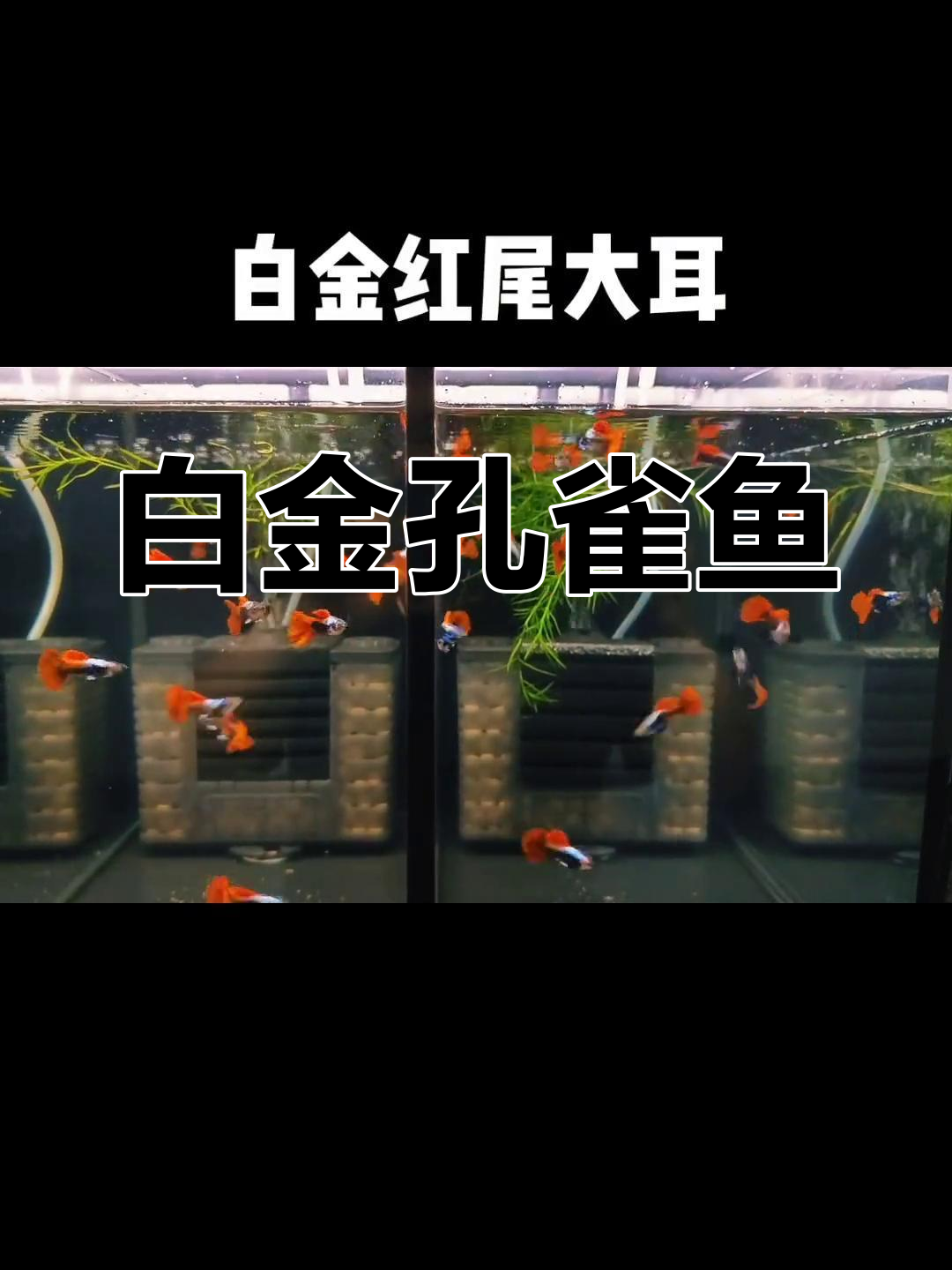 3.5月大白金孔雀鱼,红尾迷人,入缸无忧