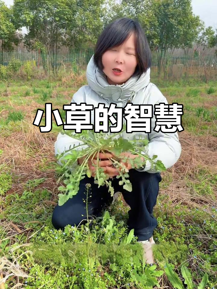 泥胡菜,春季常见的小草,竟有食用与药用双重价值