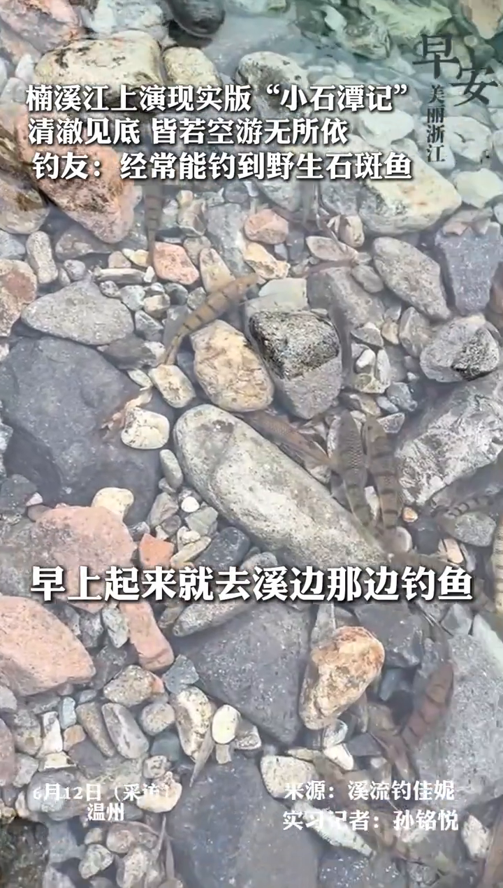 楠溪江上演现实版小石潭记,钓友:经常能钓到野生石斑鱼