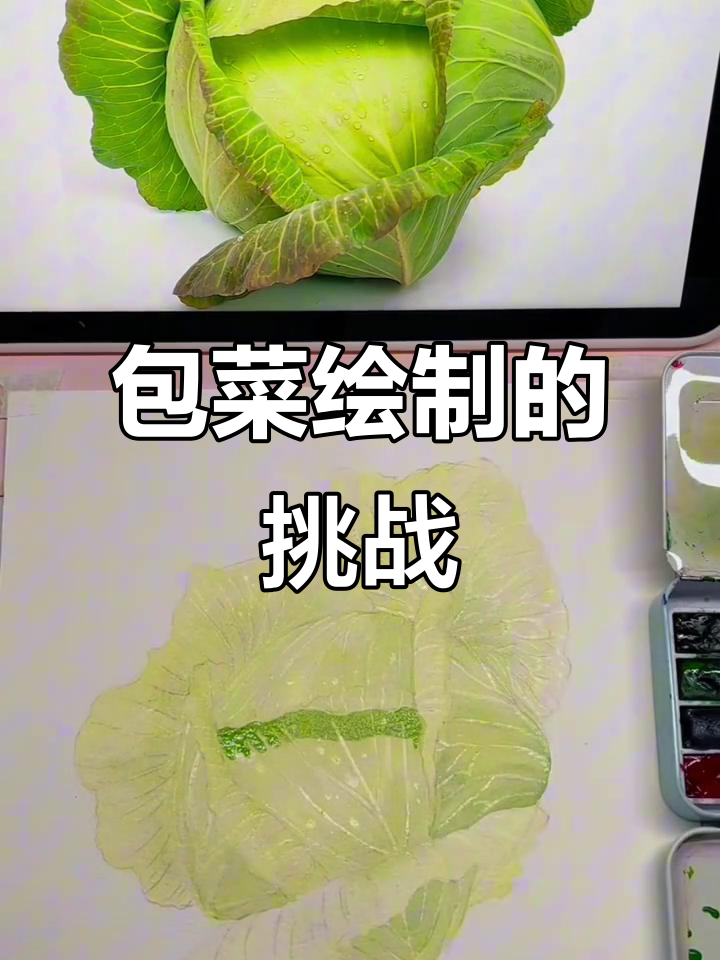 包菜绘画挑战，三天完成，剪视频比画画更费时！
