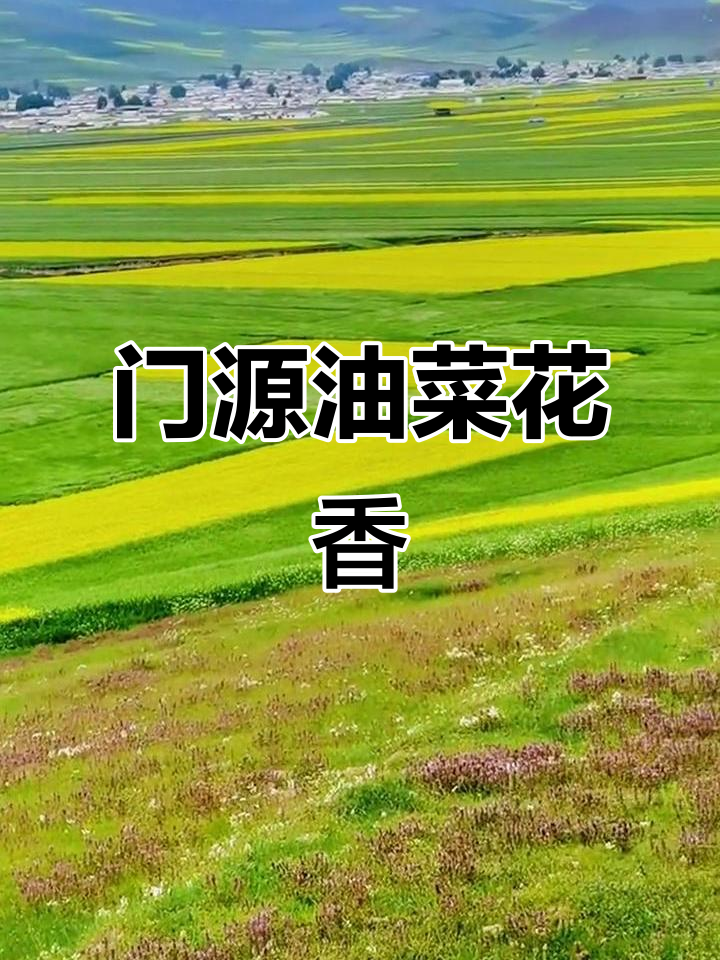 七月的门源油菜花，香气扑鼻！美景尽收眼底