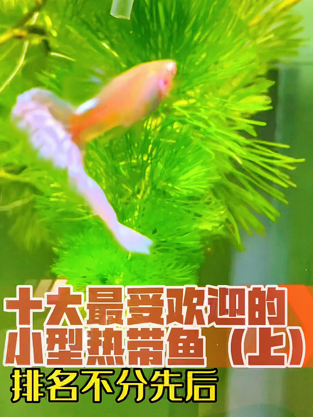 十大最受欢迎的小型热带鱼(上)