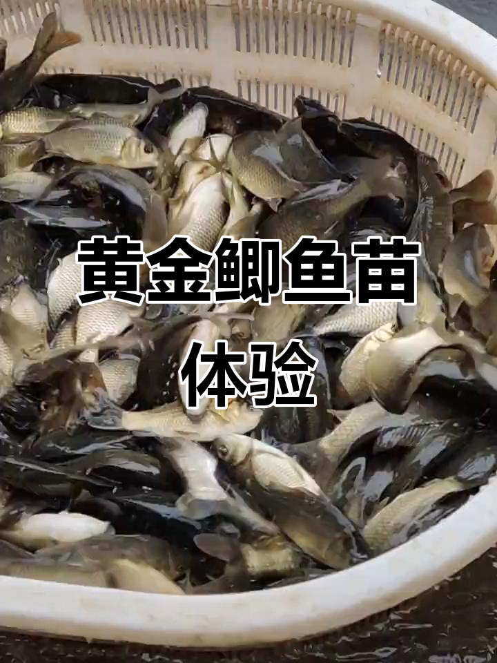体验渔民生活,黄金鲫鱼苗一斤五到十尾