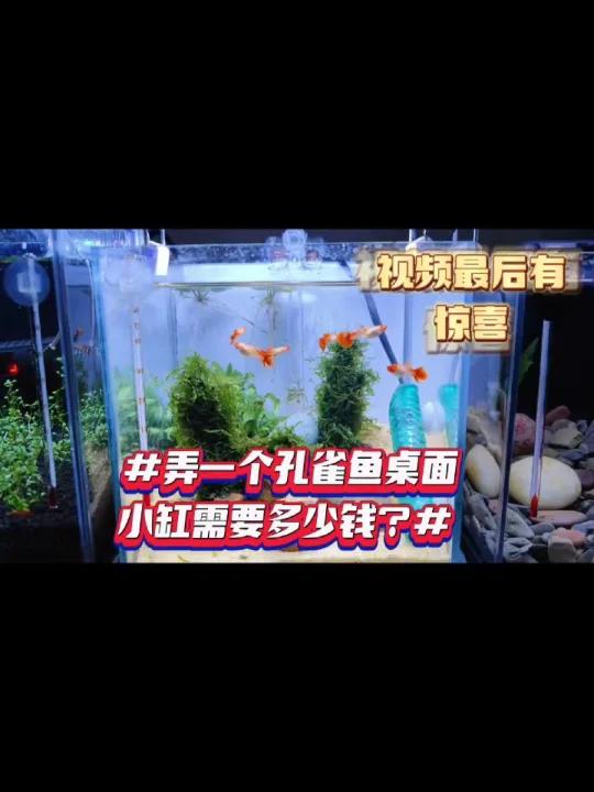 「初一」开一个孔雀鱼桌面小缸要多少钱?