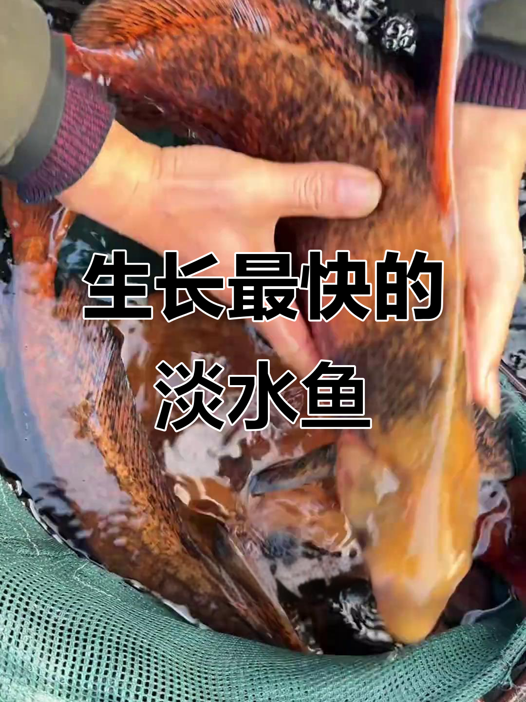 淡水鱼增长速度大揭秘:哪些鱼类最能快速长成?
