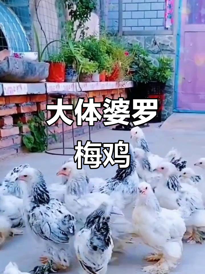 婆罗门鸡苗：大体型观赏宠物，性格温顺