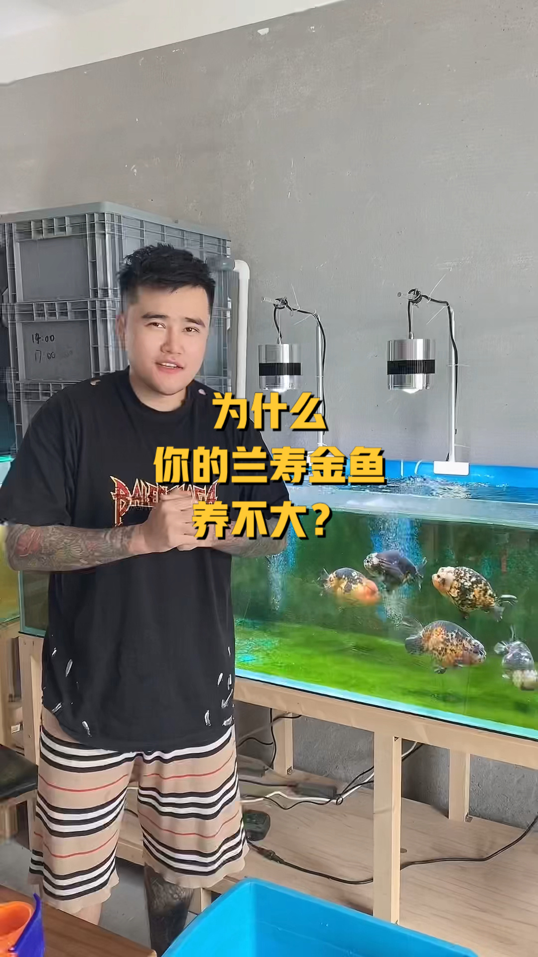 为什么你的金鱼养不大?有没有找原因