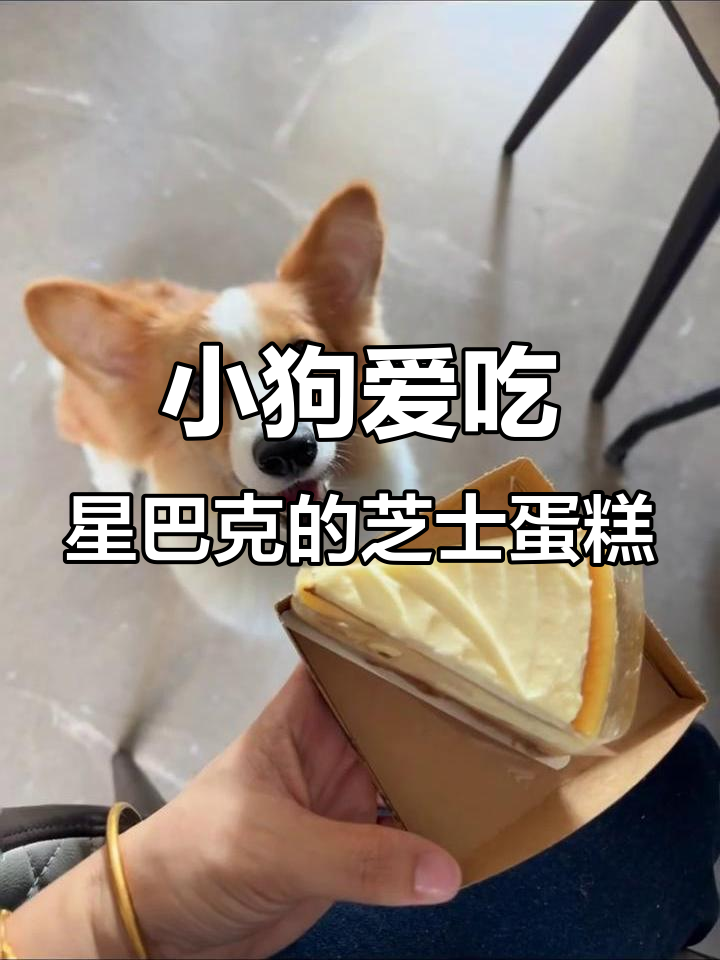 星巴克芝士蛋糕竟被小狗抢着吃，太可爱了！