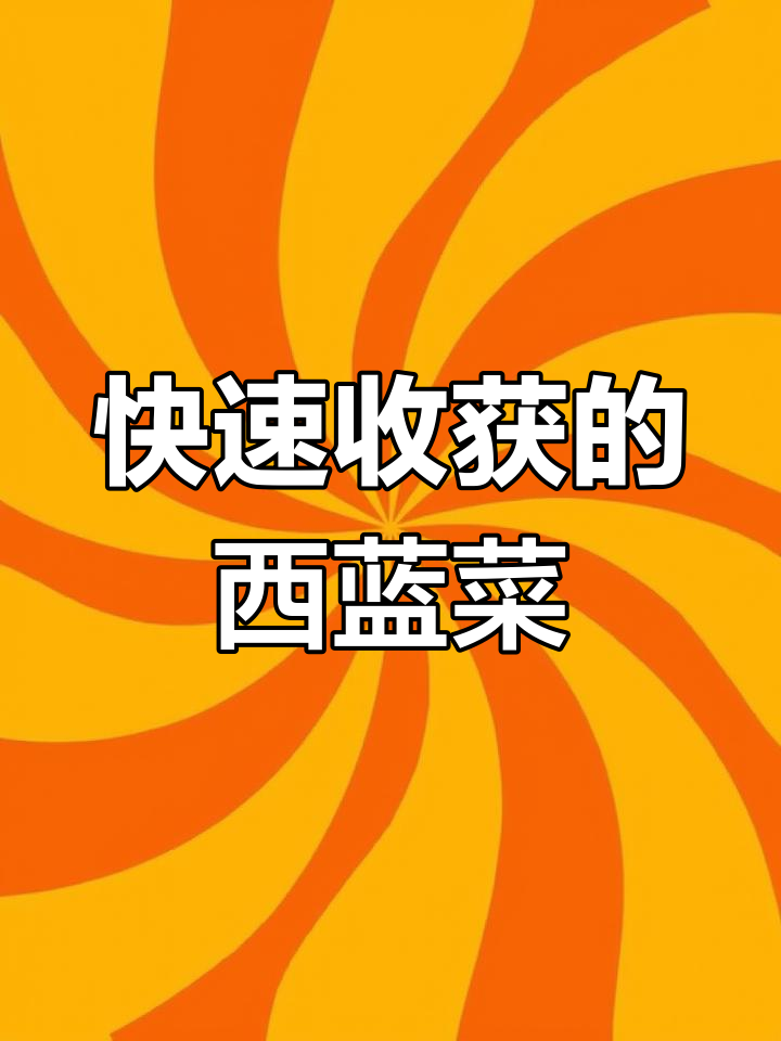 西蓝菜苔:一个月就能采收,深秋前都能吃到新鲜美味