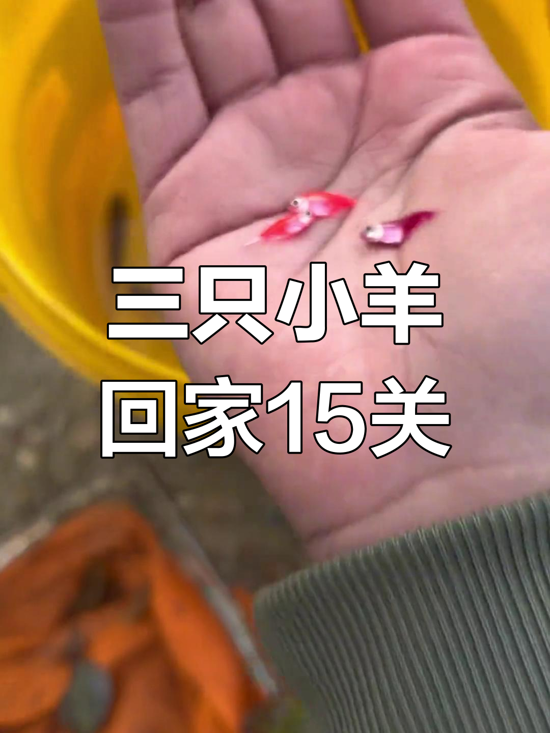 抓鱼大作战:彩色小鲫鱼和变异三彩鱼的惊现