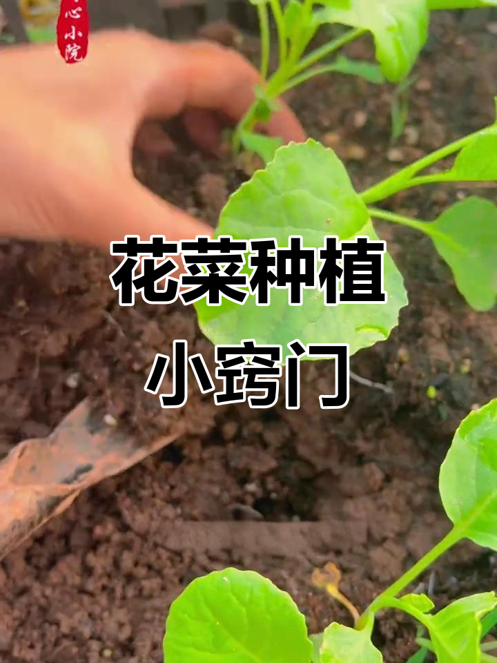 花菜育苗技巧大公开，移栽步骤全解析