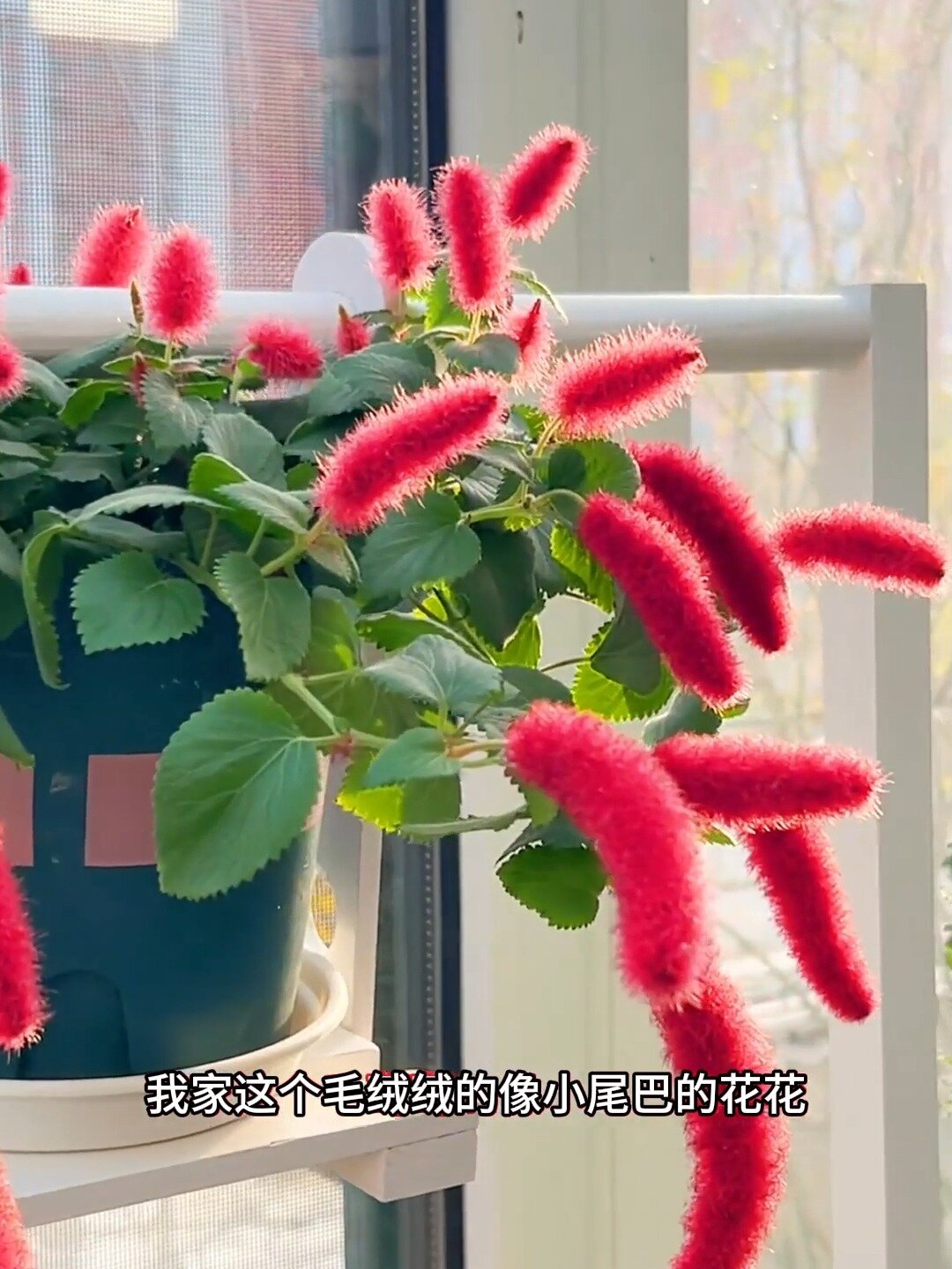 一年四季都在开花,养一盆在家里,很好看