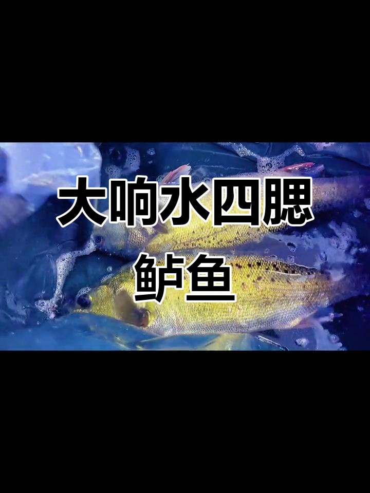 四腮鲈鱼:大响水特产的独特美味