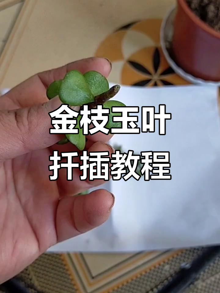 金枝玉叶扦插技巧,轻松成活!