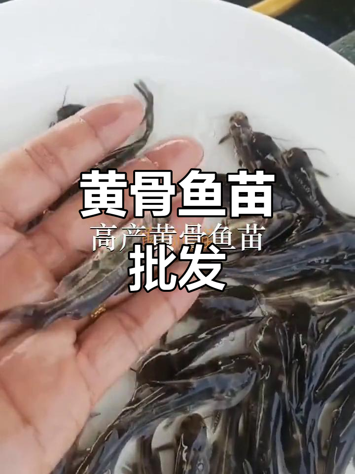 优质黄骨鱼苗,批发供应,广州、惠州、深圳均有货