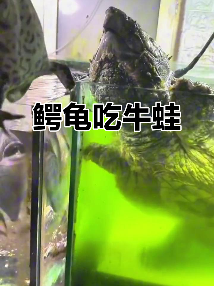 鳄龟与食人鱼抢牛蛙,激烈争斗一触即发