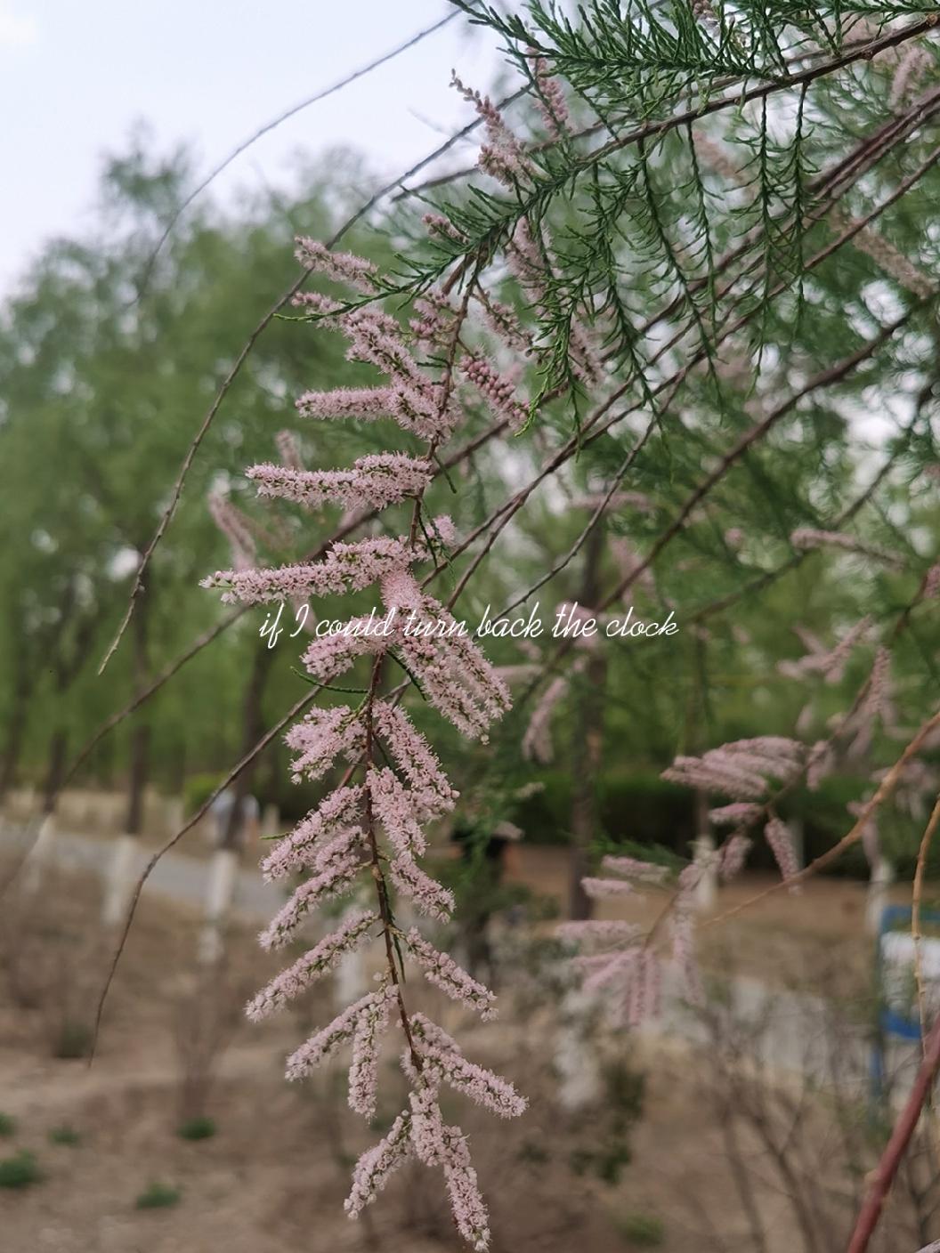 身体不舒服,也没有去远处玩。被儿子逼着来了莲石湖边上遛狗。拍了可爱的花,还有水里的跳起的鱼