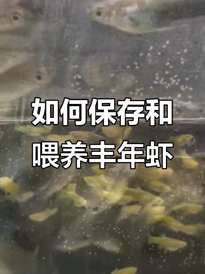 丰年虾保存与喂食技巧，新手必看！
