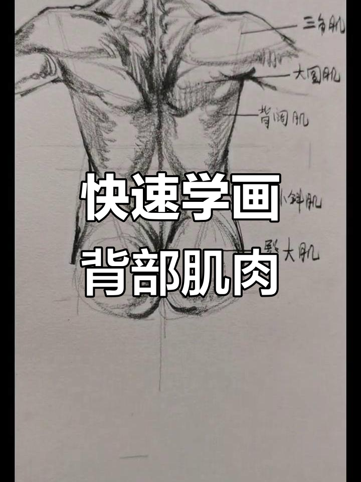 背部肌肉速写技巧,零基础也能轻松掌握