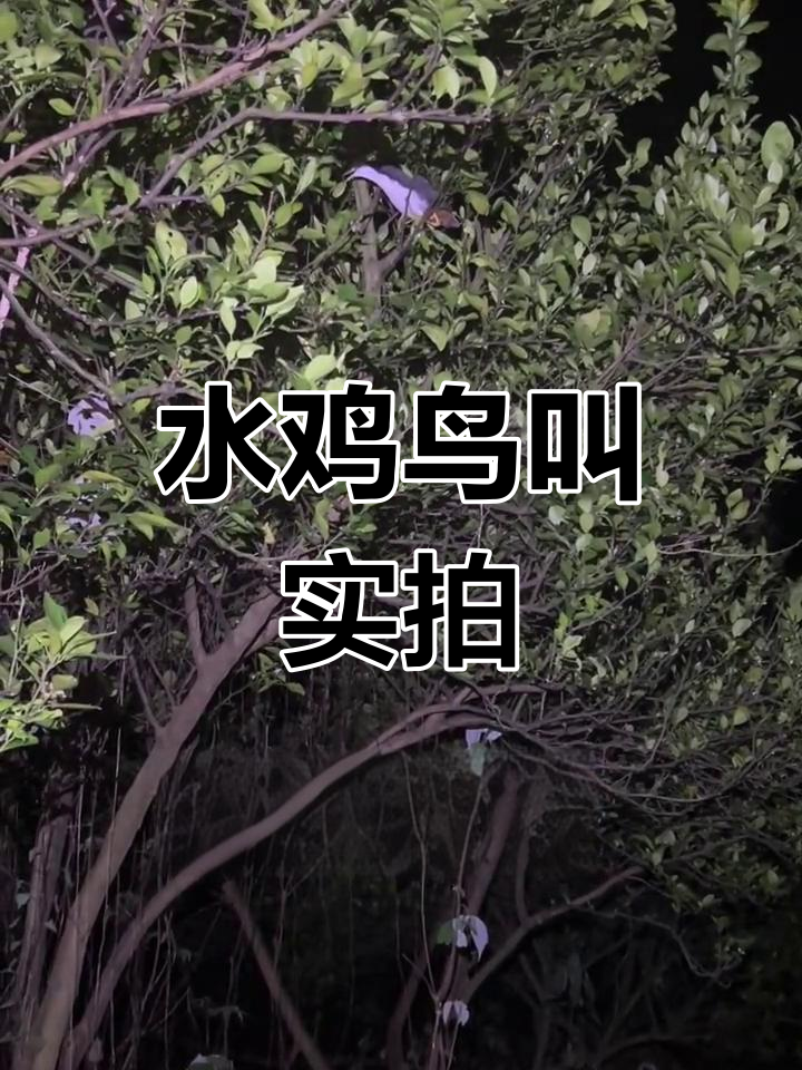 白面水鸡与黑水鸡的叫声对比